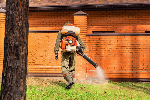 Trusted Ant Control service in Brentwood, NY - Nex Pest Control